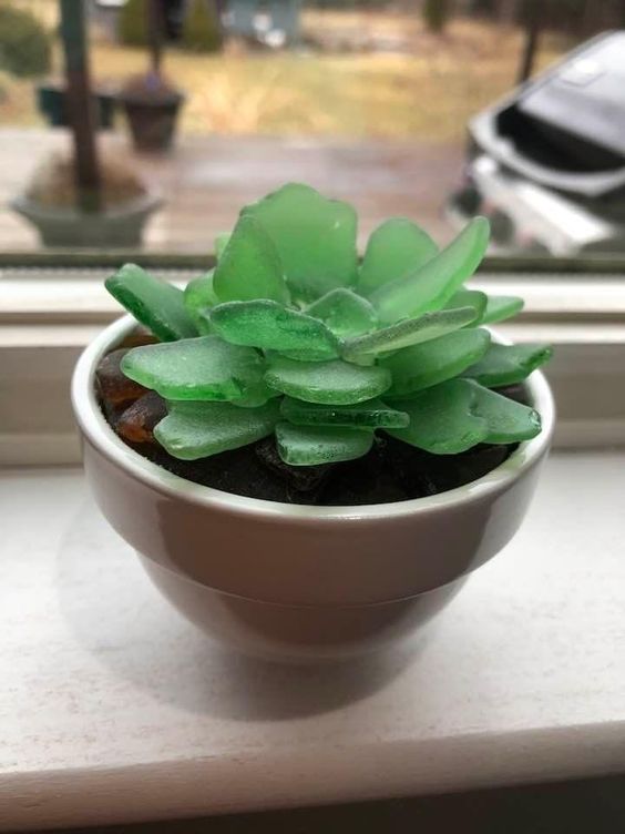 glass succulent plant Sea Glass Succulents