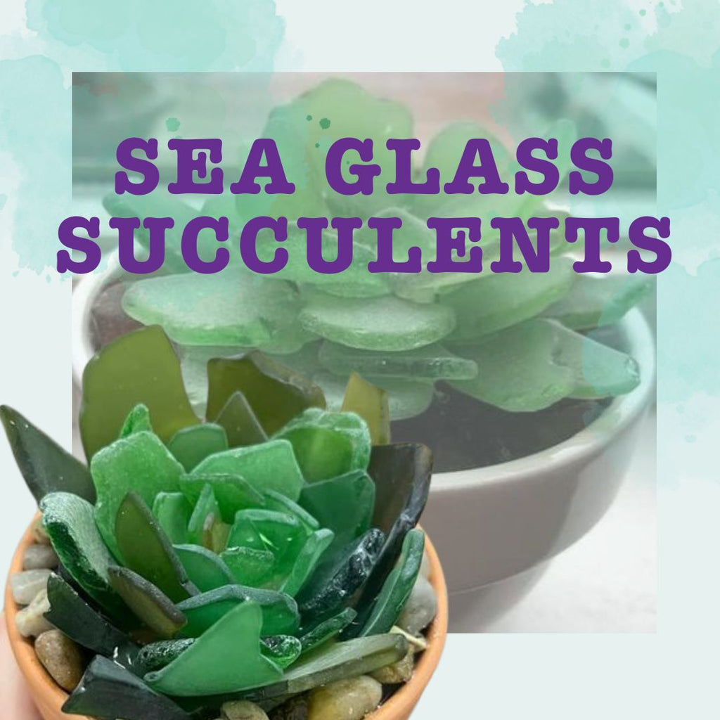 turtle succulent kit Sea Glass Succulents – Painted Turtle Craft Co